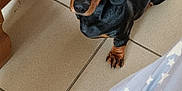 Nala a rejoint le concours — aidez-le/la à gagner de superbes lots ! dog, dachshund, pet, floor, tile, wooden_furniture, black_fur, brown_fur, curious, looking_up, paw, tail, indoor, cozy, blanket, stars, fur, animal, companion, cute