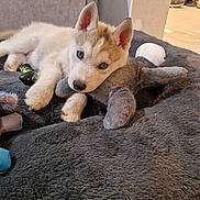 Bunnie participe au concours pour gagner de l'argent avec cette photo : puppy, dog, husky, blue_eyes, stuffed_toy, blanket, indoor, floor, cuddling, cute, pet, animal, relaxing, soft_texture, ears, fur, toy, home, resting, young