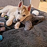 puppy, dog, husky, blue_eyes, stuffed_toy, blanket, indoor, floor, cuddling, cute, pet, animal, relaxing, soft_texture, ears, fur, toy, home, resting, young