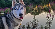 Bunnie a rejoint le concours — aidez-le/la à gagner de superbes lots ! dog, husky, blue_eyes, outdoor, lake, sunset, wildflowers, nature, water, reflection, trees, grass, sand, animal, pet, canine, smiling, leash, scenery, peaceful