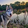 dog, husky, blue_eyes, outdoor, lake, sunset, wildflowers, nature, water, reflection, trees, grass, sand, animal, pet, canine, smiling, leash, scenery, peaceful