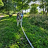 Bunnie a rejoint le concours — aidez-le/la à gagner de superbes lots ! dog, husky, leash, grass, park, trees, sunlight, nature, outdoor, animal, pet, greenery, path, summer, happy, canine, daylight, flora, walking, forest