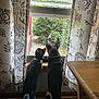 cat, dog, window, curtains, indoor, pet, animal, curious, standing, hind_legs, wooden_floor, table, collar, tail, plant, greenery, daylight, home, domestic, companions