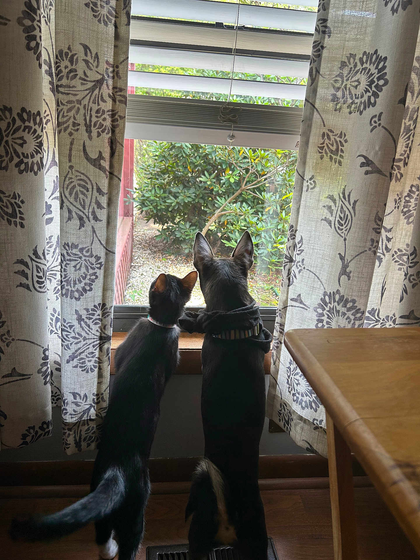 Whiskers And Chase joined the competition — help win amazing prizes! cat, dog, window, curtains, indoor, pet, animal, curious, standing, hind_legs, wooden_floor, table, collar, tail, plant, greenery, daylight, home, domestic, companions