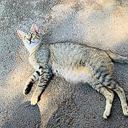 Wasabi joined the competition — help win amazing prizes! cat, tabby_cat, lying_down, outdoor, gravel, sunlight, shadow, animal, pet, feline, striped_fur, alert, wide_eyes, nature, ground, whiskers, tail, four_legs, mammal, curious