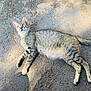 cat, tabby_cat, lying_down, outdoor, gravel, sunlight, shadow, animal, pet, feline, striped_fur, alert, wide_eyes, nature, ground, whiskers, tail, four_legs, mammal, curious