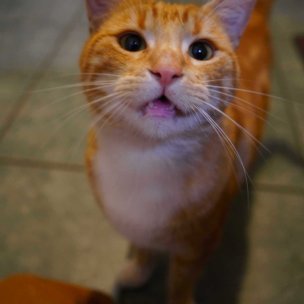 Chicharron is registered to the contest to win money with this photo: blurred_background, cat, closeup, curious, cute, eyes, feline, fur, ginger_cat, indoor, looking_up, mouthing, open_mouth, pet, pink_nose, portrait, stand, tile_floor, whiskers, white_chest