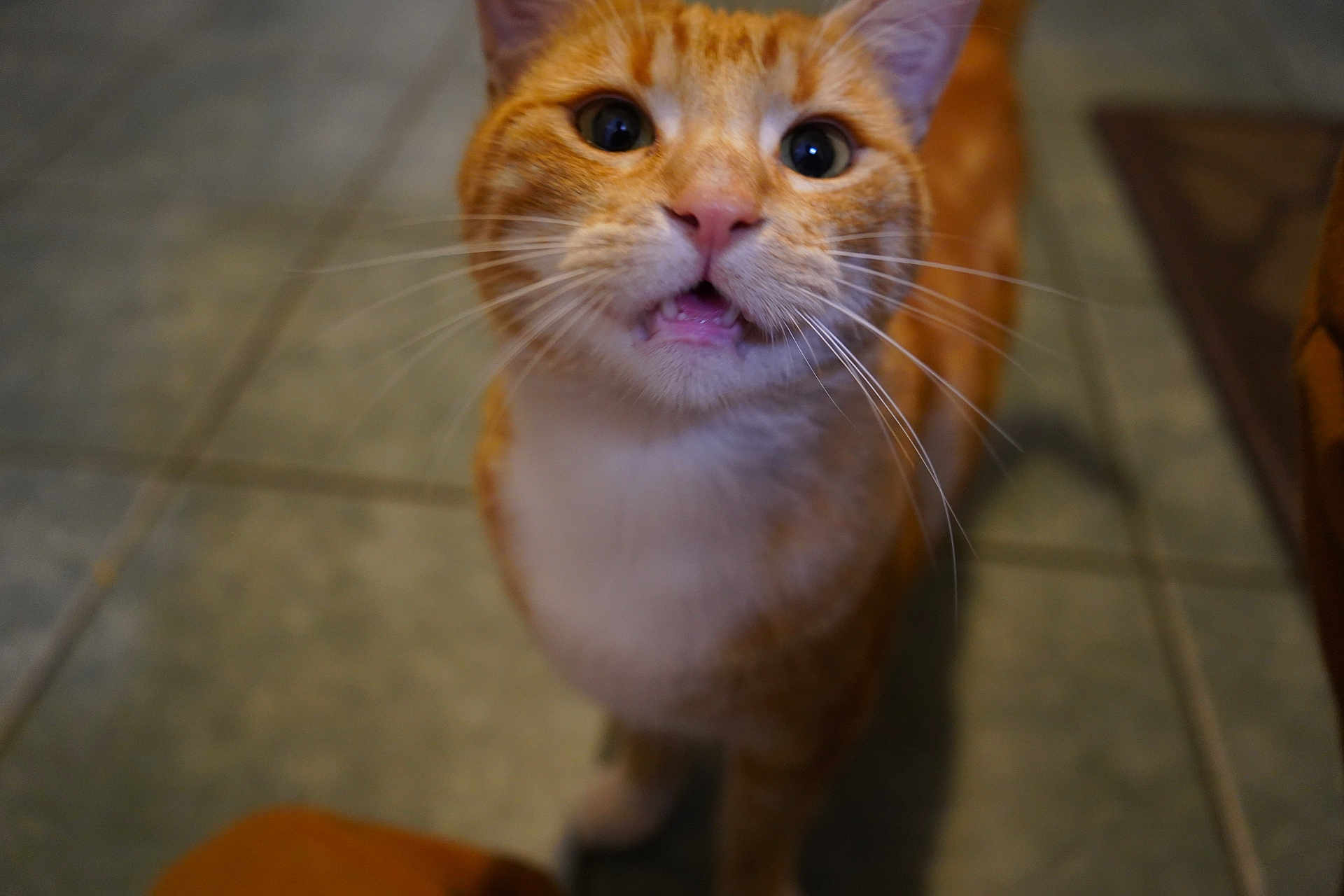 Chicharron is registered to the contest to win money with this photo: blurred_background, cat, closeup, curious, cute, eyes, feline, fur, ginger_cat, indoor, looking_up, mouthing, open_mouth, pet, pink_nose, portrait, stand, tile_floor, whiskers, white_chest