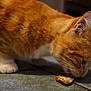 Chicharron is registered to the contest to win money with this photo: cat, close_up, domestic, ear, eating, feline, food, fur, head, indoor, licking, meal, mouth, orange_cat, paw, pet, portrait, tabby_cat, tile_floor, whiskers
