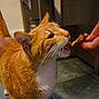 animal, bite, cat, close_up, cute, domestic, feeding, fur, ginger_cat, human_hand, indoor, interaction, kitchen, motion_blur, mouth, open_mouth, pet, tail, tile_floor, whiskers