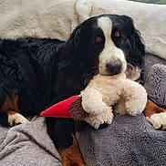 Ruben joined the competition — help win amazing prizes! bernese_mountain_dog, dog, plush_toy, indoor, blanket, cozy, window, wooden_frame, rain, pet, fur, relaxed, laying_down, animal, cute, fluffy, brown, black, white, soft