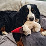bernese_mountain_dog, dog, plush_toy, indoor, blanket, cozy, window, wooden_frame, rain, pet, fur, relaxed, laying_down, animal, cute, fluffy, brown, black, white, soft