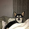 Gipsy a rejoint le concours — aidez-le/la à gagner de superbes lots ! dog, chihuahua, pet, indoor, blanket, bed, animal, small_dog, fur, ears, face, looking, cozy, resting, cute, canine, domestic_animal, comfort, portrait, home