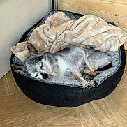 Gipsy participe au concours pour gagner de l'argent avec cette photo : animal, blanket, canine, cozy, dog, domestic, ears, fur, indoor, paw, peaceful, pet_bed, quiet, relaxing, resting, sleeping, small_dog, snout, wooden_floor, wooden_wall