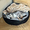dog, sleeping, pet_bed, blanket, wooden_floor, wooden_wall, indoor, small_dog, cozy, resting, fur, animal, relaxing, paw, ears, snout, canine, quiet, peaceful, domestic