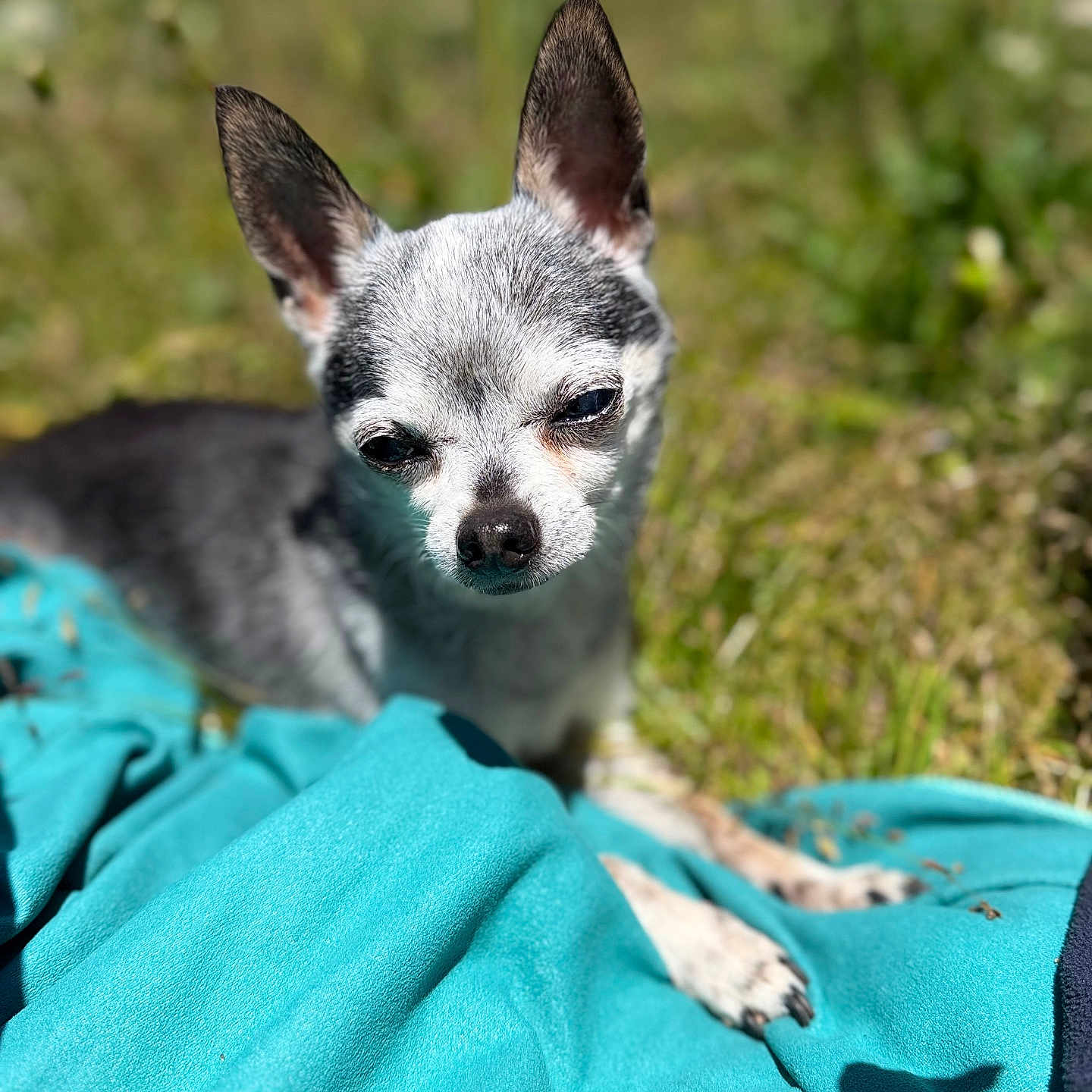 Gipsy participe au concours pour gagner de l'argent avec cette photo : dog, chihuahua, small_dog, pet, animal, outdoor, grass, flower, blanket, sunlight, nature, cute, sitting, portrait, canine, fur, ears, paw, daylight, relaxing