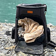 Gipsy participe au concours pour gagner de l'argent avec cette photo : dog, pet_carrier, blanket, sleeping, outdoor, rocks, lake, water, nature, resting, cozy, animal, small_dog, travel, daylight, relaxation, canine, soft_texture, quiet, peaceful