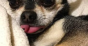 Gipsy participe au concours pour gagner de l'argent avec cette photo : dog, chihuahua, pet, tongue_out, cute, small_dog, blanket, cozy, indoor, fur, animal, sleepy, resting, close_up, portrait, mammal, companion, cute_pet, domestic_animal, relaxed