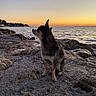 Gipsy participe au concours pour gagner de l'argent avec cette photo : dog, sunset, sea, rocky_shore, outdoor, pet, nature, water, sky, landscape, calm, animal, evening, sitting, peaceful, coast, sunlight, silhouette, travel, vacation
