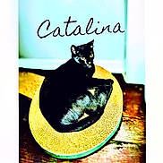 Catalina joined the competition — help win amazing prizes! cat, black_cat, feline, pet, animal, sitting, lounging, scratcher, cardboard, yellow, turquoise, indoor, home, furniture, portrait, close_up, golden_eyes, pointed_ears, wooden_surface, text_overlay