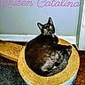 Catalina joined the competition — help win amazing prizes! black_cat, cat, feline, pet, animal, golden_eyes, pink_collar, collar, lounging, sitting, scratcher, cardboard, indoor, home, floor, wall, portrait, royalty, text_overlay, queen
