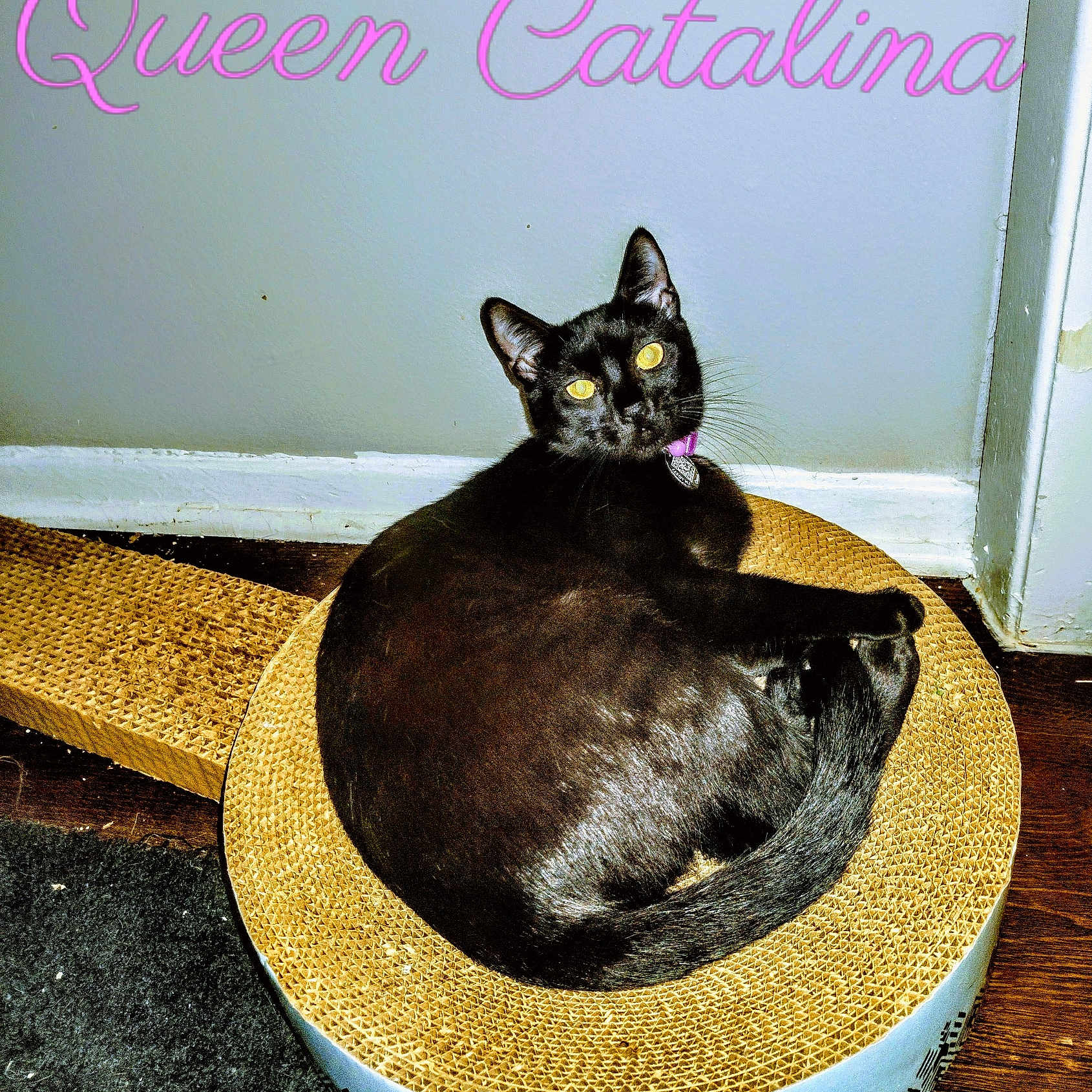 Catalina