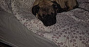 Big Pokey is registered to the contest to win money with this photo: dog, pug, sleeping, bed, bedding, floral_pattern, bedroom, indoors, pet, animal, resting, curled_up, wrinkles, dark, flash_photography, cozy, tired, portrait, blanket, home