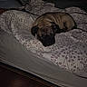 dog, pug, sleeping, bed, bedding, floral_pattern, bedroom, indoors, pet, animal, resting, curled_up, wrinkles, dark, flash_photography, cozy, tired, portrait, blanket, home