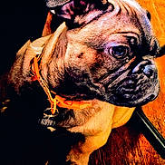 Big Pokey joined the competition — help win amazing prizes! dog, bulldog, canine, pet, animal, wrinkled_face, short_muzzle, brown_fur, orange_collar, portrait, close_up, staring, dark_background, indoor, furniture, seated, front_leg, paw, dramatic_lighting, high_contrast