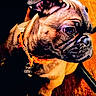 dog, bulldog, canine, pet, animal, wrinkled_face, short_muzzle, brown_fur, orange_collar, portrait, close_up, staring, dark_background, indoor, furniture, seated, front_leg, paw, dramatic_lighting, high_contrast