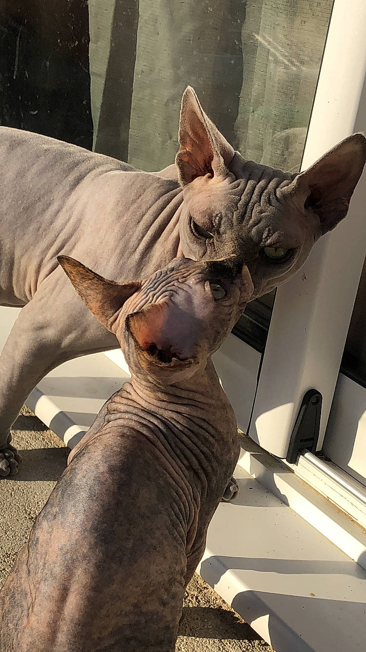 Réna a rejoint le concours — aidez-le/la à gagner de superbes lots ! carnivore, donskoy, fawn, felidae, jaw, liver, neck, organ, organism, peterbald, sculpture, snout, tail, terrestrial_animal, vertebrate, whiskers, wildlife