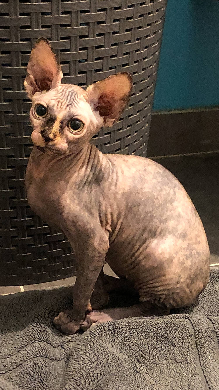 Réna a rejoint le concours — aidez-le/la à gagner de superbes lots ! canidae, carnivore, chihuahua, dog, dog_breed, donskoy, fawn, liver, neck, non_sporting_group, paw, peach, peruvian_hairless_dog, peterbald, snout, sphynx, terrestrial_animal, toy_dog, whiskers, wicker