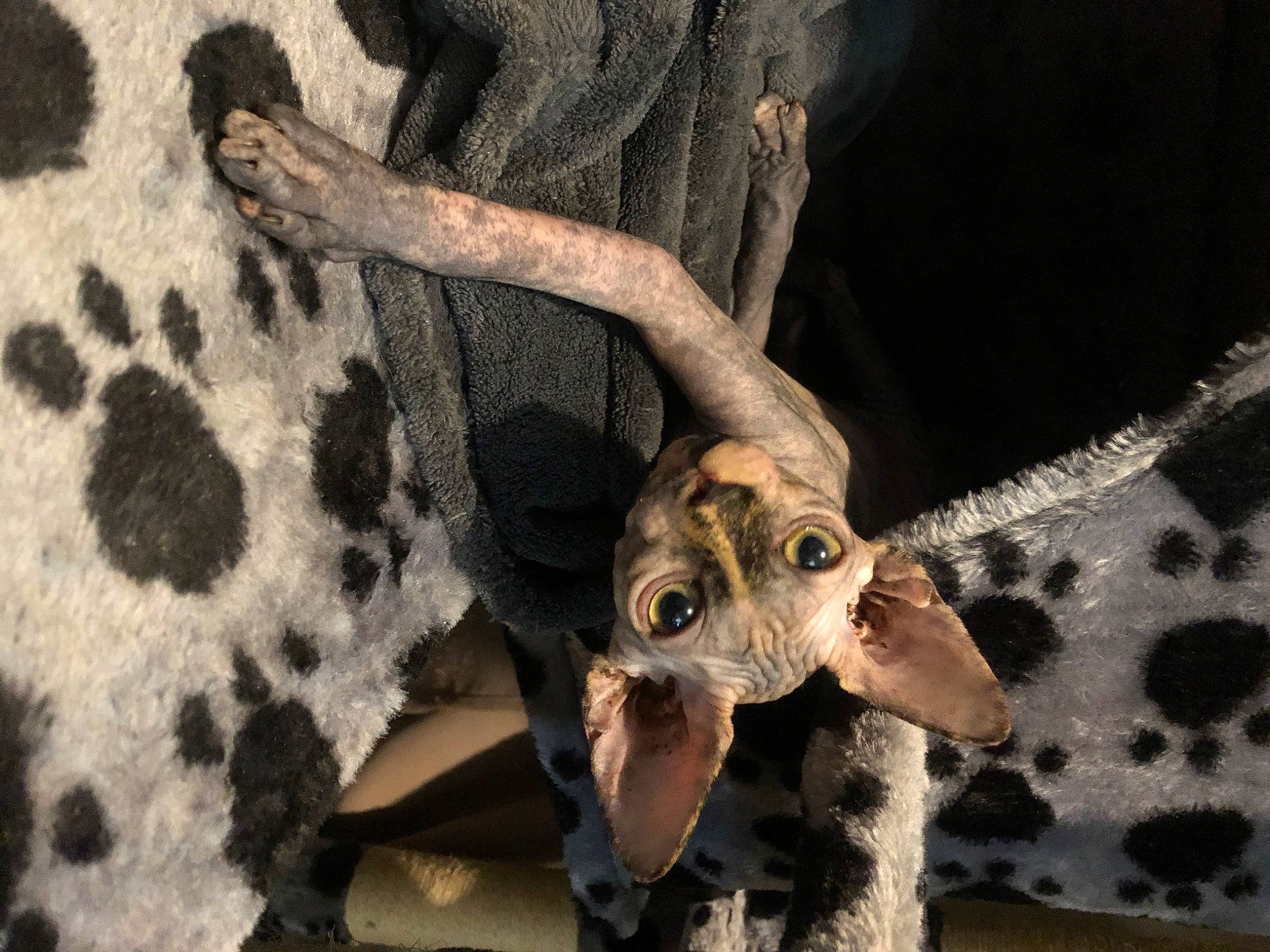 Réna a rejoint le concours — aidez-le/la à gagner de superbes lots ! canidae, carnivore, companion_dog, dog, dog_breed, dog_supply, fawn, fur, natural_material, paw, snout, sporting_group, terrestrial_animal, working_animal, working_dog