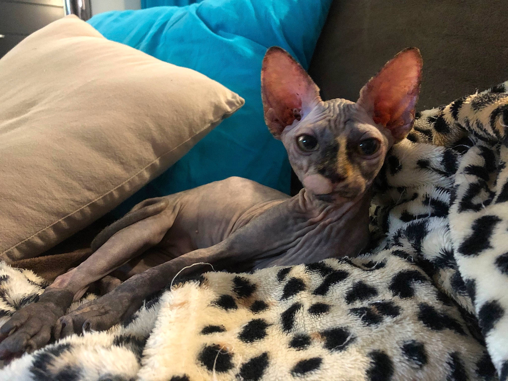 Réna participe au concours pour gagner de l'argent avec cette photo : carnivore, cat, fawn, felidae, fur, linens, natural_material, paw, pillow, rex_cat, small_to_medium_sized_cats, snout, terrestrial_animal, whiskers