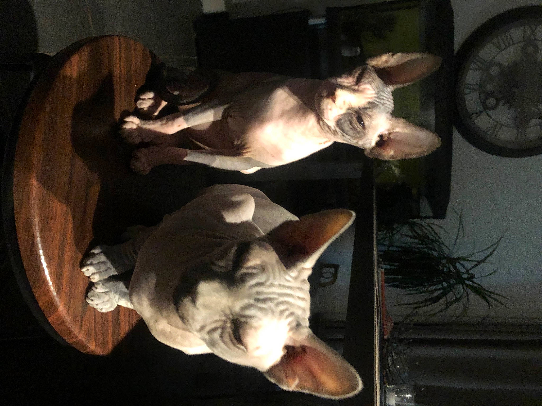 Ripley a rejoint le concours — aidez-le/la à gagner de superbes lots ! black_rhinoceros, canidae, carnivore, dog_breed, fawn, felidae, gauge, jaw, measuring_instrument, rhinoceros, small_to_medium_sized_cats, snout, terrestrial_animal, vertebrate, wall_clock, whiskers, wrinkle