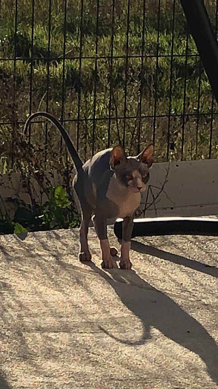 Ripley a rejoint le concours — aidez-le/la à gagner de superbes lots ! canidae, carnivore, collar, companion_dog, dog, dog_breed, fawn, fence, liver, mammal, mesh, pet_supply, shadow, snout, tail, terrestrial_animal, terrier, whiskers, wire_fencing, working_animal