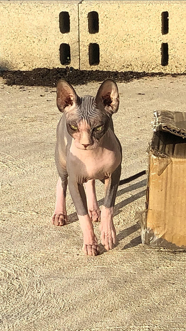 Ripley a rejoint le concours — aidez-le/la à gagner de superbes lots ! brick, carnivore, cat, cornish_rex, devon_rex, donskoy, fawn, felidae, peach, peterbald, rex_cat, sand, shadow, small_to_medium_sized_cats, snout, sphynx, terrestrial_animal, whiskers