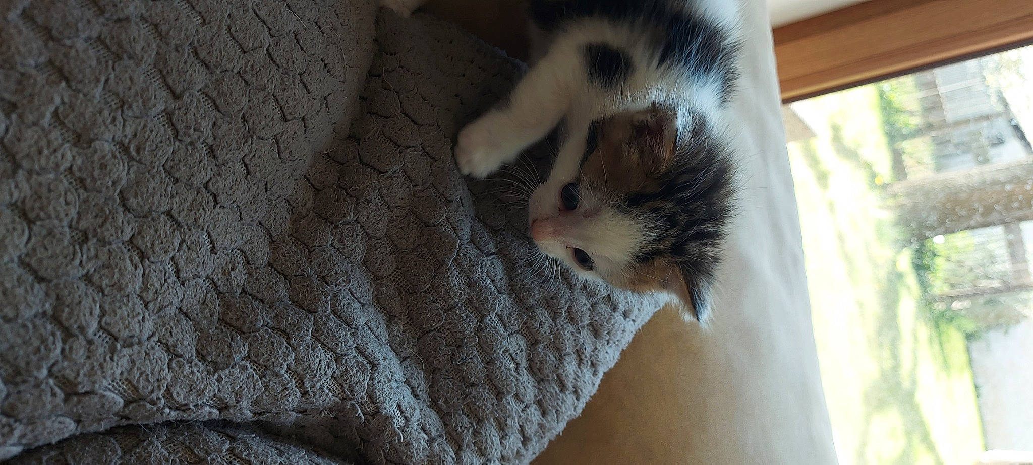 Iris participe au concours pour gagner de l'argent avec cette photo : canidae, carnivore, cat, claw, comfort, dog_breed, domestic_short_haired_cat, fawn, felidae, flooring, fur, linens, paw, small_to_medium_sized_cats, snout, tail, terrestrial_animal, whiskers, wildlife, wood