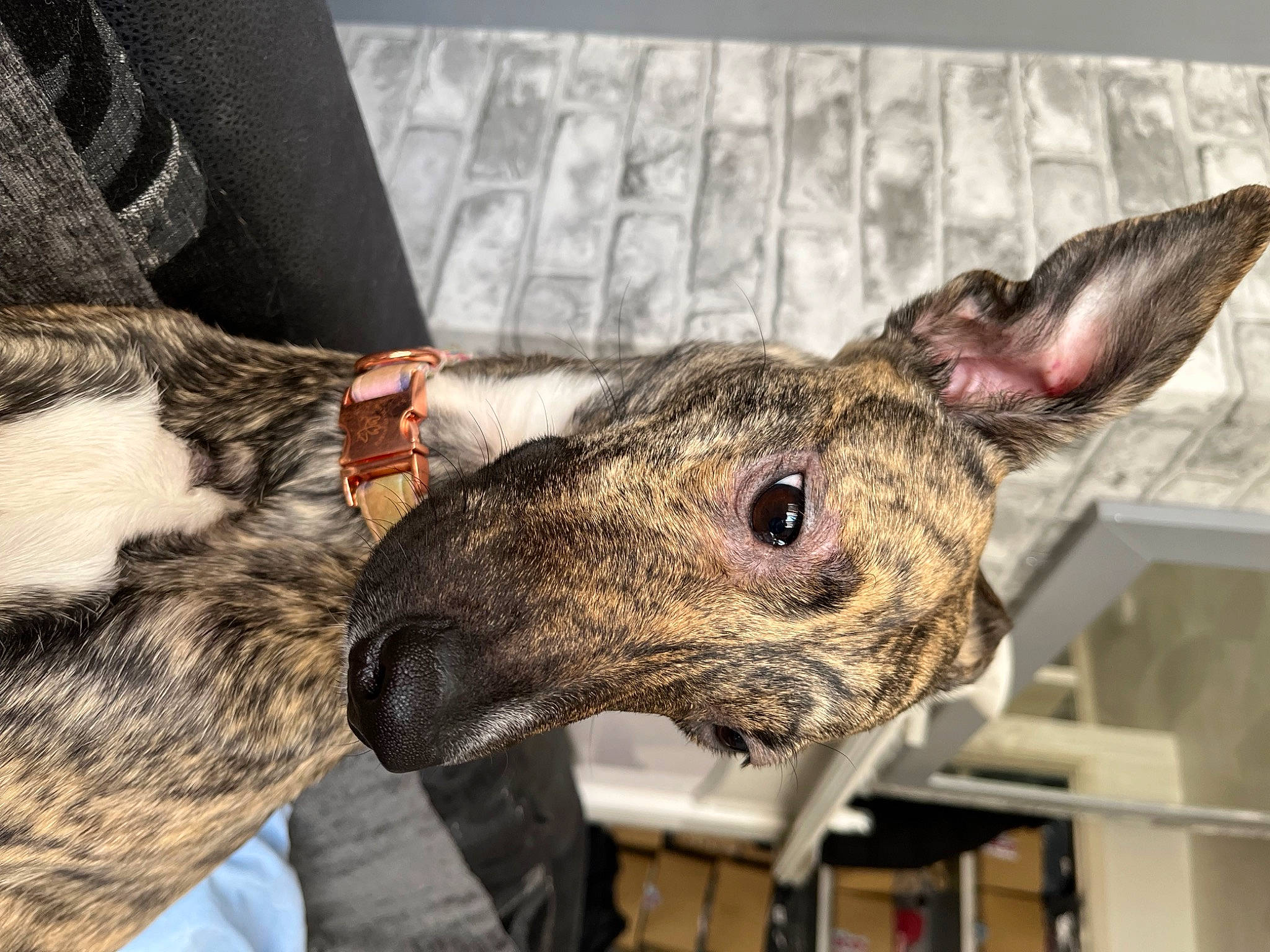 Koda is registered to the contest to win money with this photo: army, bookcase, canidae, carnivore, collar, dog_breed, ear, fawn, felidae, fur, hat, military, military_camouflage, snout, sporting_group, terrestrial_animal, whiskers, wildlife, working_animal