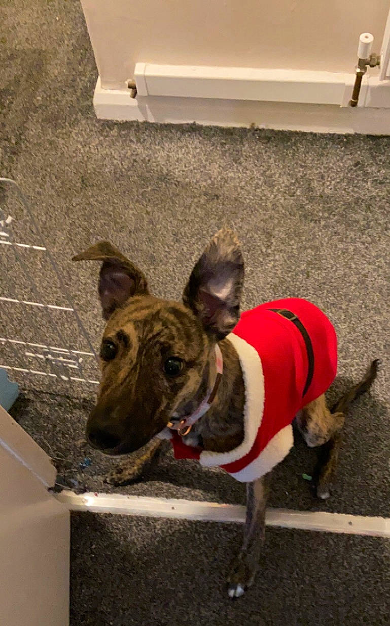 Koda joined the competition — help win amazing prizes! canidae, carnivore, collar, companion_dog, dog, dog_breed, dog_collar, dog_supply, fawn, flooring, non_sporting_group, pet_supply, sporting_group, tail, terrestrial_animal, whiskers, working_animal, working_dog