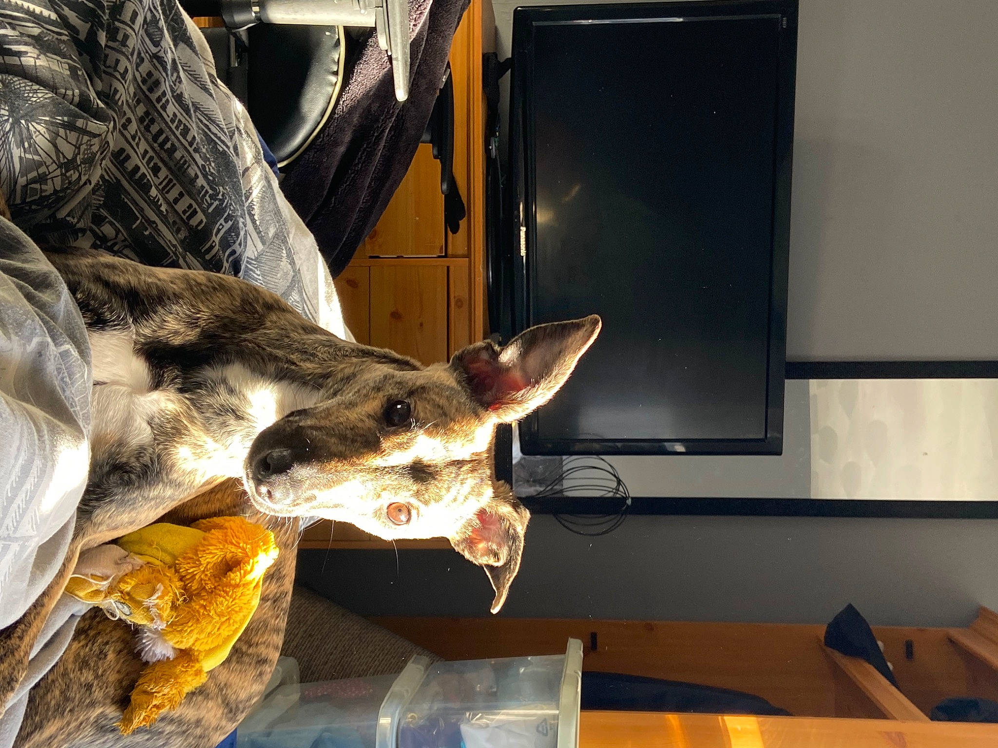 Koda is registered to the contest to win money with this photo: canidae, display_device, fawn, felidae, fun, fur, gesture, jaw, military_person, small_to_medium_sized_cats, snout, table, tail, whiskers, wildlife, wood