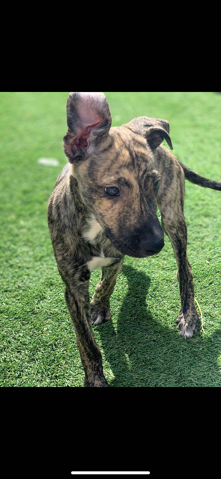 Koda joined the competition — help win amazing prizes! ancient_dog_breeds, canidae, carnivore, collar, companion_dog, dog, dog_breed, dog_collar, fawn, grass, grassland, guard_dog, liver, non_sporting_group, snout, sporting_group, terrestrial_animal, whiskers, working_animal, working_dog