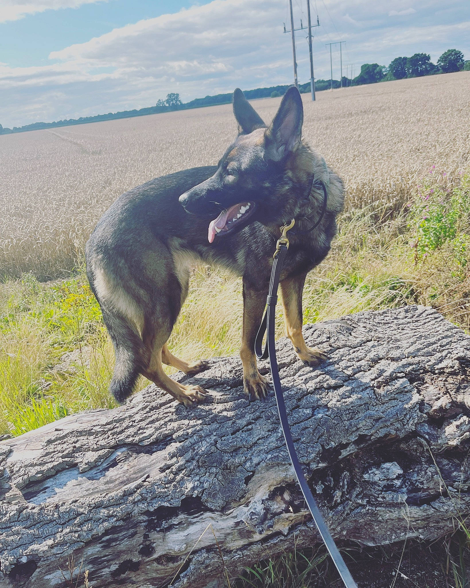 Sheba is registered to the contest to win money with this photo: canidae, carnivore, cloud, dog, dog_breed, fawn, german_shepherd_dog, kangaroo, landscape, macropodidae, pack_animal, plant, sky, sporting_group, tail, terrestrial_animal, wallaby, wildlife, working_animal