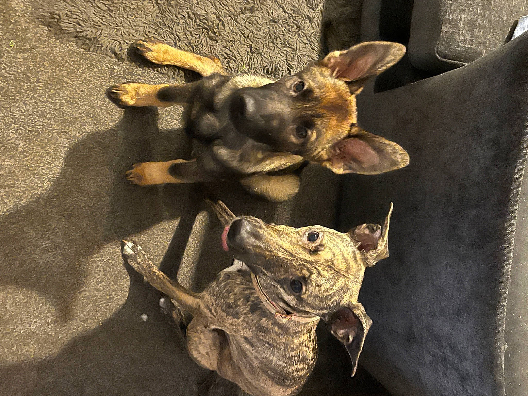 Sheba is registered to the contest to win money with this photo: art, artifact, bronze, bronze_sculpture, fawn, felidae, horn, human_body, metal, sculpture, snout, soil, statue, still_life_photography, tail, terrestrial_animal, visual_arts, wildlife, wood, working_animal