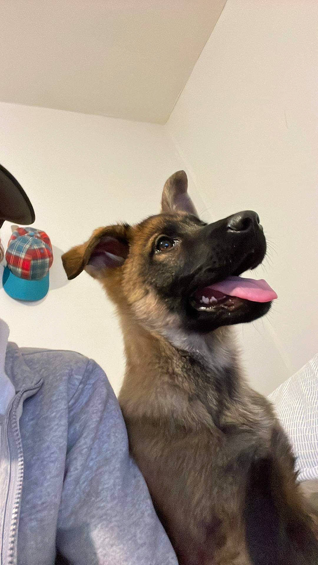 Sheba joined the competition — help win amazing prizes! canidae, carnivore, collar, companion_dog, dog, dog_breed, east_european_shepherd, fawn, fur, german_shepherd_dog, herding_dog, jaw, king_shepherd, old_german_shepherd_dog, snout, sporting_group, working_dog