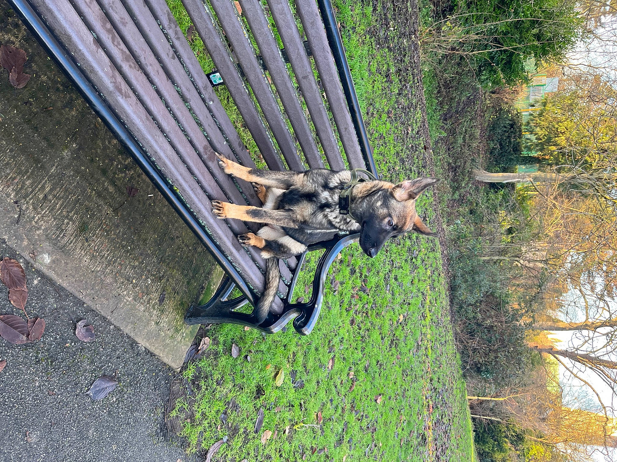 Sheba is registered to the contest to win money with this photo: canidae, carnivore, dog, dog_breed, grass, guard_dog, pet_supply, plant, shadow, sporting_group, tail, tree, trunk, wood, working_animal