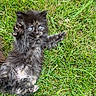 kitten, grass, blue_eyes, black_fur, paw, lying_down, outdoor, cute, pet, animal, feline, nature, playful, young, fur, whiskers, small, adorable, mammal, relaxing