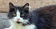 Fripouille a rejoint le concours — aidez-le/la à gagner de superbes lots ! cat, black_and_white, fluffy, outdoor, animal, pet, feline, lying_down, yellow_eyes, pink_nose, whiskers, fur, relaxed, close_up, texture, mat, leaf, nature, portrait, daylight
