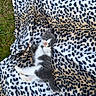 Fripouille a rejoint le concours — aidez-le/la à gagner de superbes lots ! kitten, cat, animal, pet, leopard_print, blanket, grass, outdoor, cute, small, feline, fur, lying_down, playful, young, domestic_animal, whiskers, paw, resting, curious