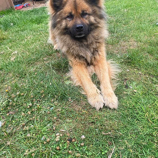Larko